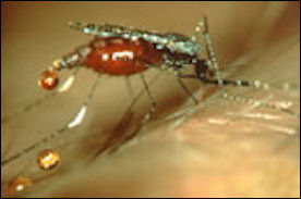 20110306-malaria cdc  Agambiae.jpg